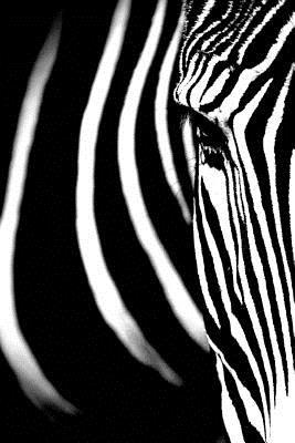 Read An Imperial Zebra Close-Up Portrait Journal: 150 Page Lined Notebook/Diary -  | ePub