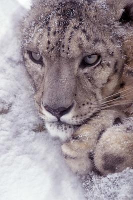 Read Online Snow Leopard in a Snow Drift Journal: 150 Page Lined Notebook/Diary -  | PDF